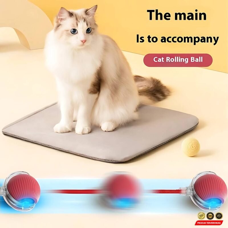 Bola Tali Kucing