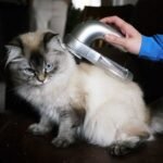 Pembersih Bulu Hewan